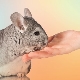 How to tame a chinchilla to your hands?