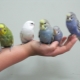 How to tame a budgerigar to your hands?