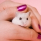 How to hand train a hamster?