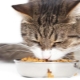 How to train a cat to dry food?