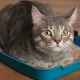 How to train an adult cat to use the litter box?
