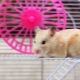 How to make a DIY hamster cage?