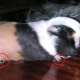 How to cut the claws of a guinea pig?