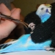 How to cut the claws of a budgerigar?
