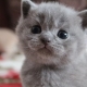 How to care for a British kitten and adult cat?