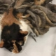How to remove tangles from a cat at home?