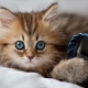 How to choose a name for a female cat?