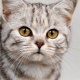 How to choose nicknames for male cats?