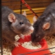 How to choose food for fancy rats?