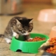 How to choose food for kittens under one year old?
