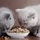 How to choose premium dry cat food?