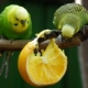 What fruits can budgies be given?