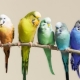 What parrot is better to have in the apartment?