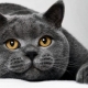 What food is suitable for British cats?