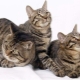 Chinese cats: varieties and nuances of content
