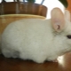 Chinchilla cages: types, features of choice and arrangement