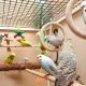 Budgerigar cages: selection, arrangement, installation and care