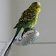 When can a parrot be released from its cage after purchase?