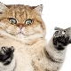 Nail clippers for cats: types, features of choice and operation