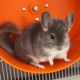 Chinchilla wheel