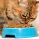 Food for premium kittens: composition, manufacturers, advice on choosing