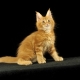Short-haired and smooth-haired Maine Coons: description and care features