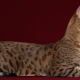 Usher's cat: features and rules of keeping