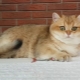 Golden chinchilla cat: characteristics, selection and conditions of detention