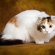 American Curl cats: features, rules of feeding and maintenance