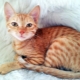Arabian Mau cats: description and care features