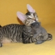 Sphynx cats with wool: are they there, what are they called and why is this happening?