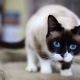 Snow-shoo cats: description, color variations and features of the content