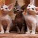 Rex cats: popular breeds and their content