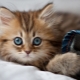 A kitten eats litter for the toilet: how harmful is it and what to do in such a situation?