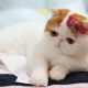 Snoopy cats: what breed is it and the reasons for their popularity