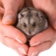 Beautiful names for hamsters