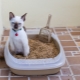 Cat tray: types, sizes and selection rules