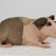 Bald guinea pigs: features, breeds and content