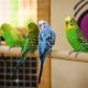 Small parrots: species, how long do they live and how to care?