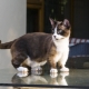 Munchkin: description of the breed of cats, types and content