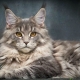Maine Coon mestizo: features, varieties and recommendations for content