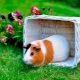 Guinea pigs: feeding and caring at home