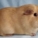 Selfie guinea pigs: characteristics and care features