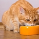 Can I feed my cat dry and wet food at the same time?