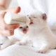 Can I feed a kitten with baby food?