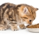 Can a kitten be fed only dry food or only wet food?