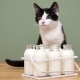 Can cats be milked and what are the restrictions?