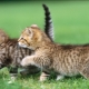Soft food for kittens: rating of producers and selection rules