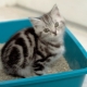 Cat litter fillers: varieties and subtleties of use