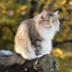 Norwegian forest cat: description, maintenance and breeding